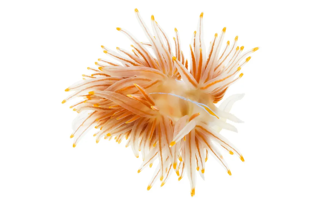 Susan Middleton, Spineless, Opalescent Nudibranch