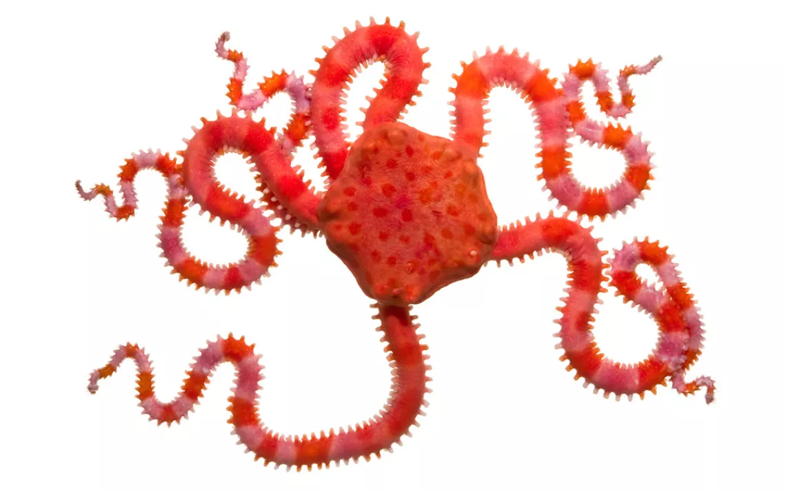 Susan Middleton, Spineless, Pink Brittle Star