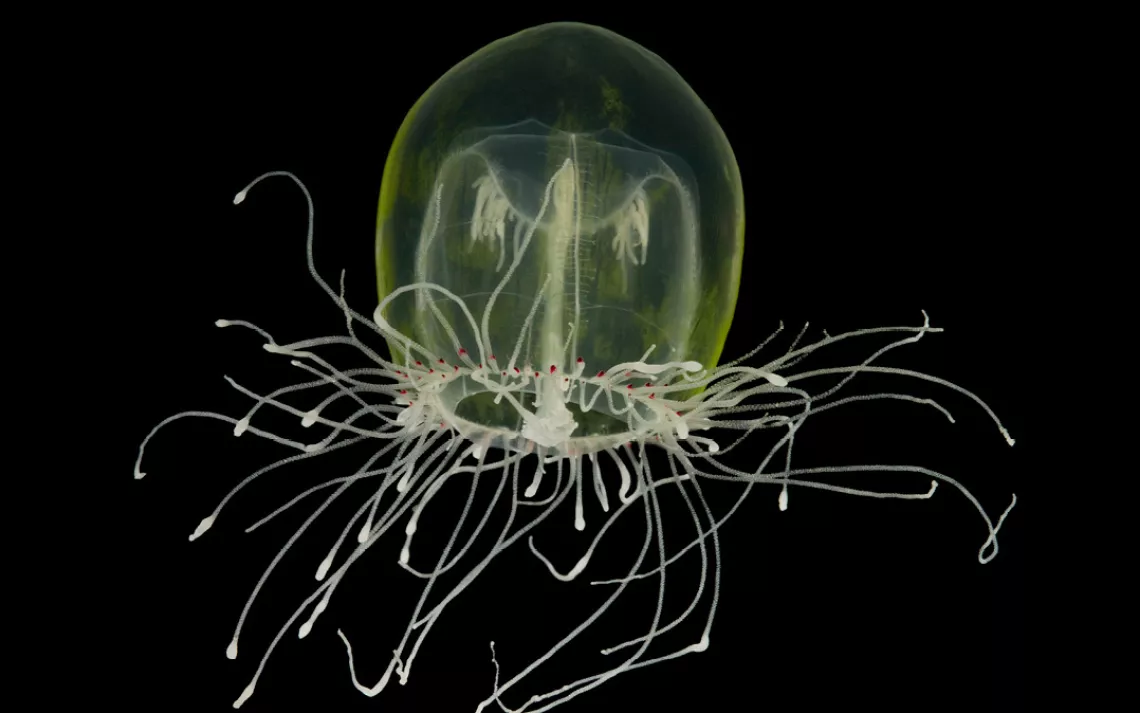 Susan Middleton, Spineless, Red-Eye Medusa