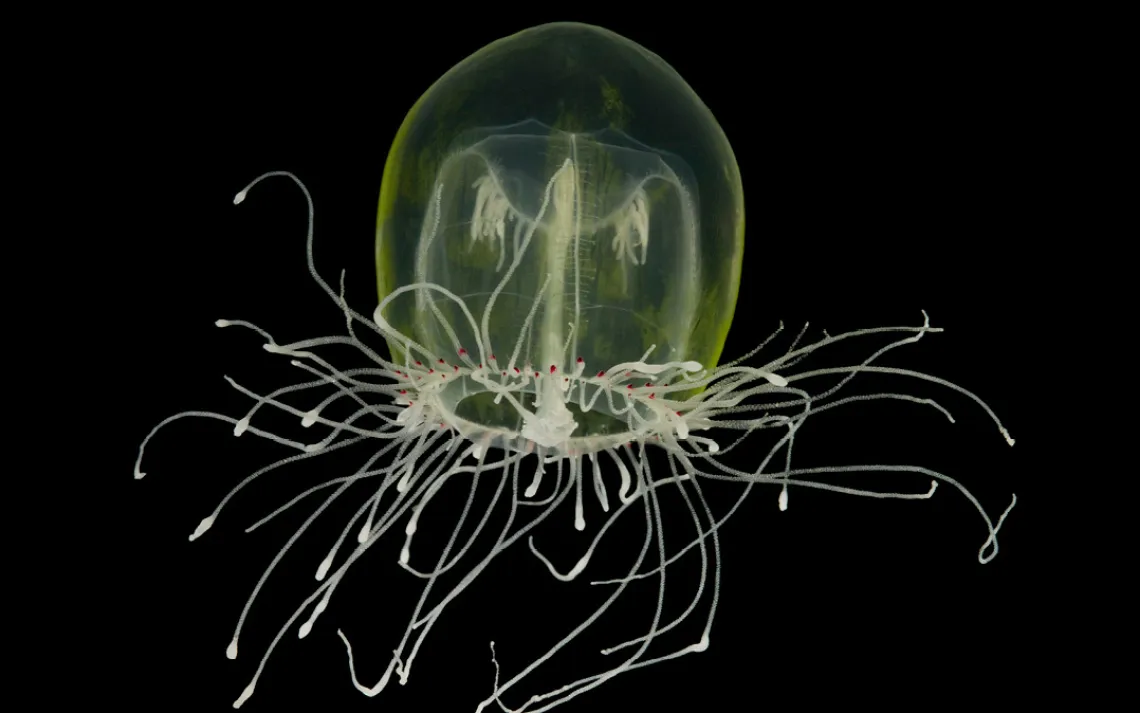 Susan Middleton, Spineless, Red-Eye Medusa