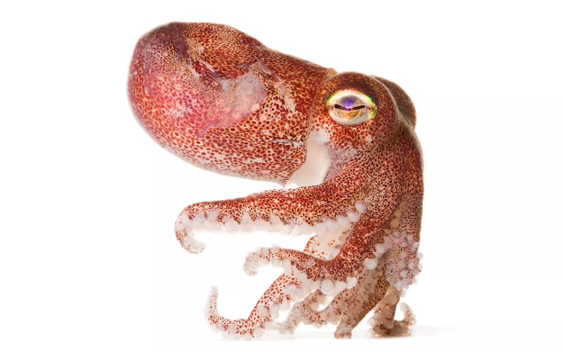 Susan Middleton, Spineless, Stubby Squid