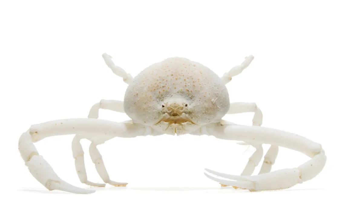 Susan Middleton, Spineless, White Phantom Crab