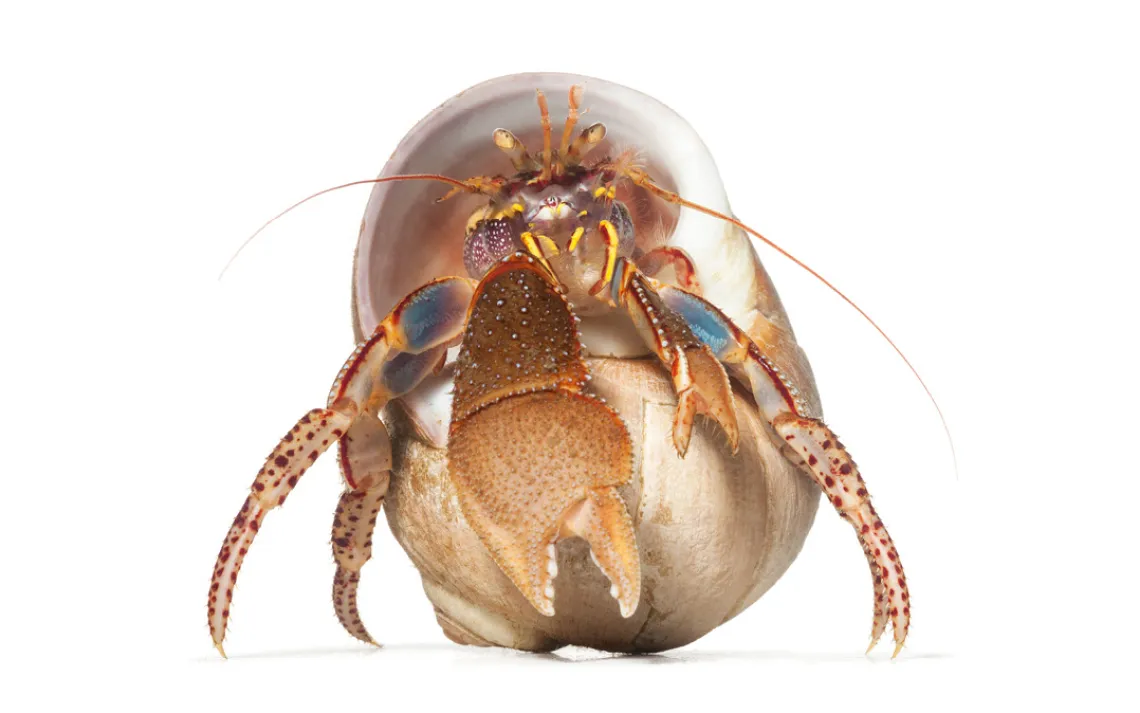 Susan Middleton, Spineless, Widehand Hermit Crab