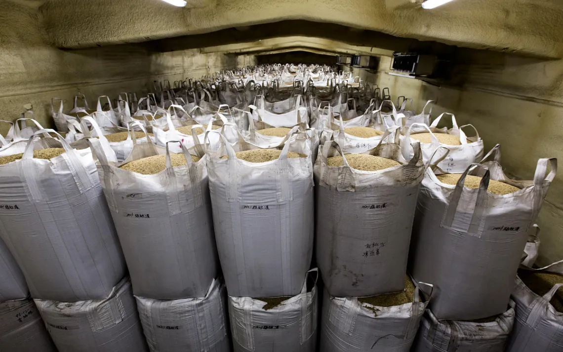 In a rice-processing plant near Hualien, Taiwan, full bags of husked rice sit ready to be packaged and distributed. These processing plants would act as a storage depot, a processing center, and a distribution point for area farmers.