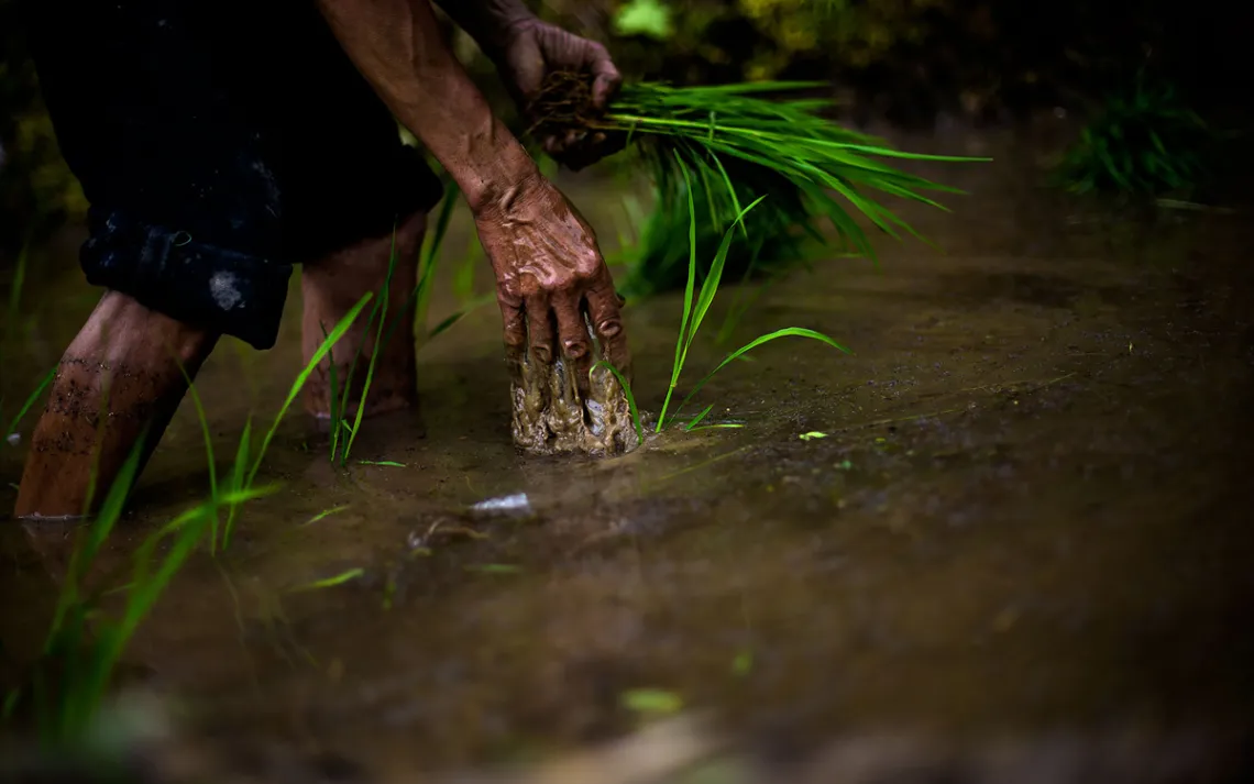 Near Hualien, Taiwan, rice seedlings are planted by hand in smaller or poorer plots. More-modern rice planting is done by machine.