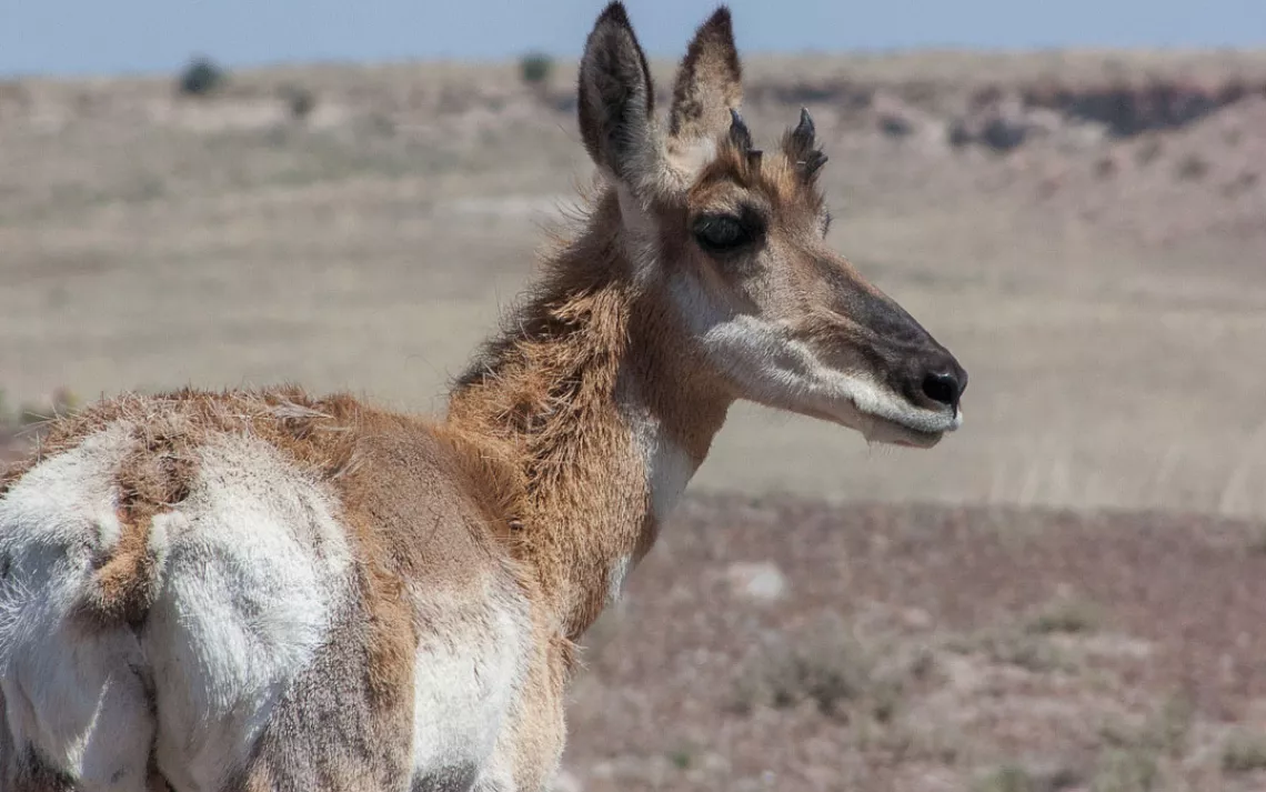 Pronghorn