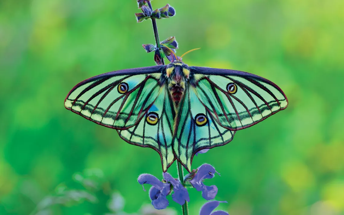 Spanish Moon Moth