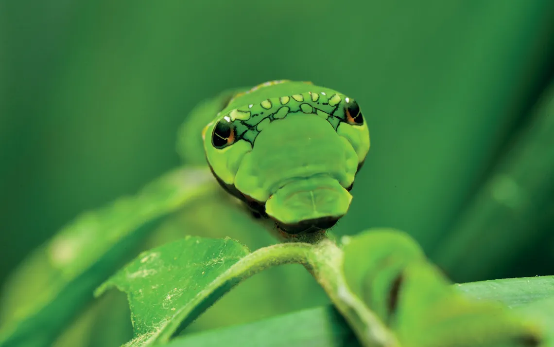 Swallowtail Caterpillar
