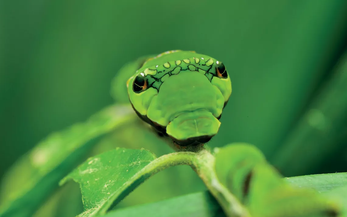 Swallowtail Caterpillar