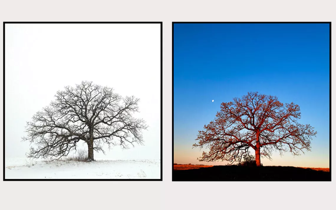 That Tree: A Year in the Life of a Lonely Oak
