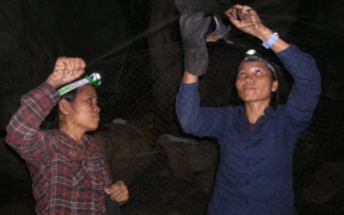 Bat removed from mist net in Cambodia