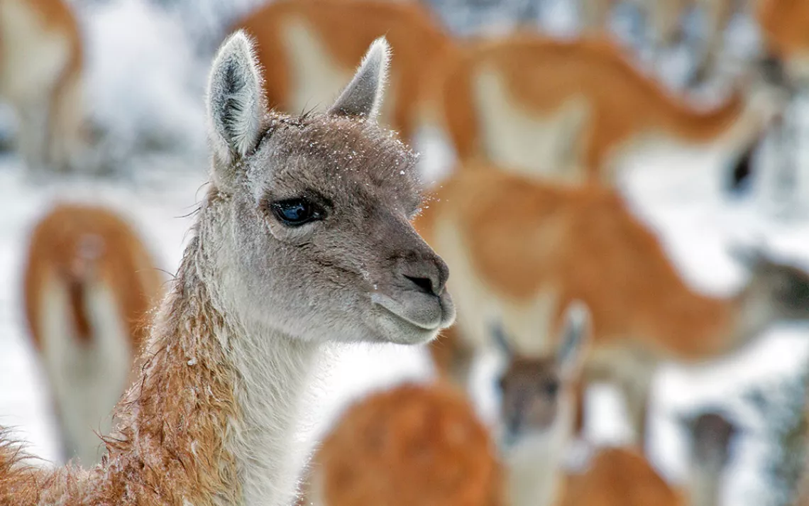 Guanaco