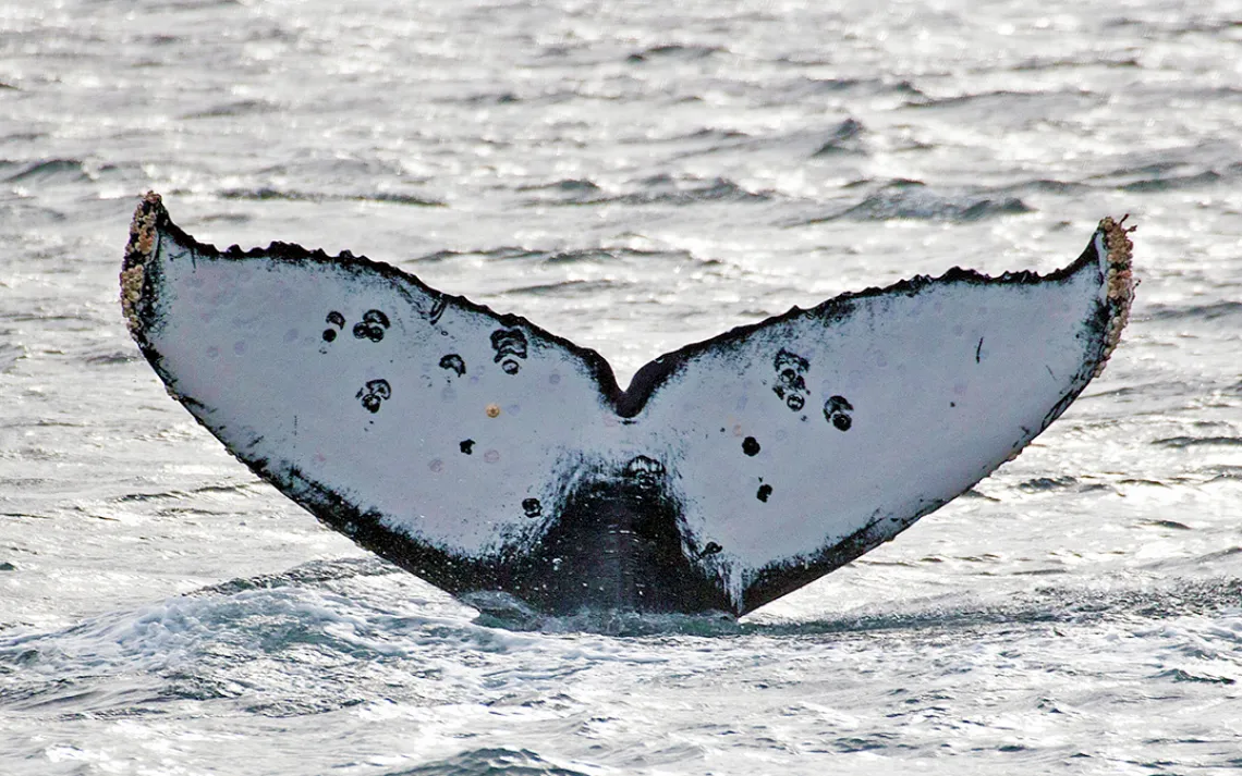 Humpback Whale