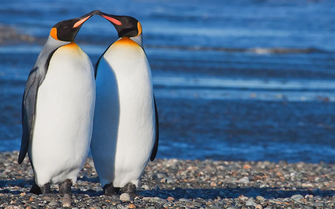 King Penguin
