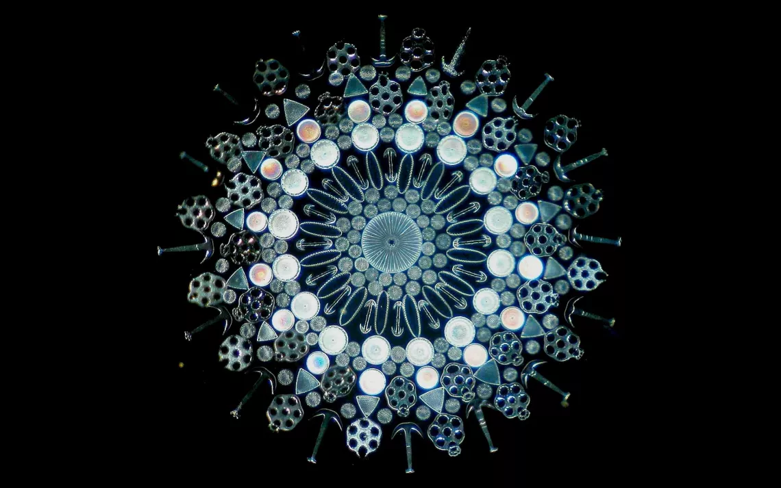 Diatom arrangement