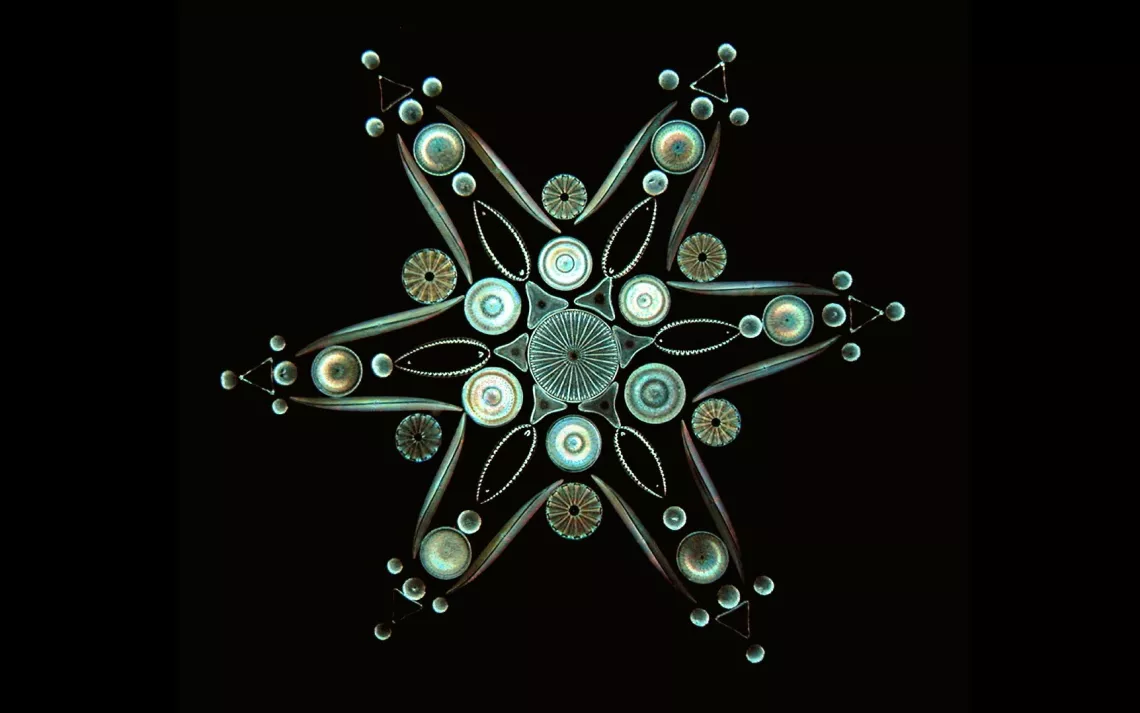 Victorian diatom arrangement