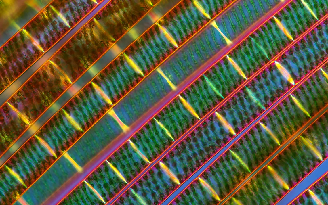 Spirogyra filaments
