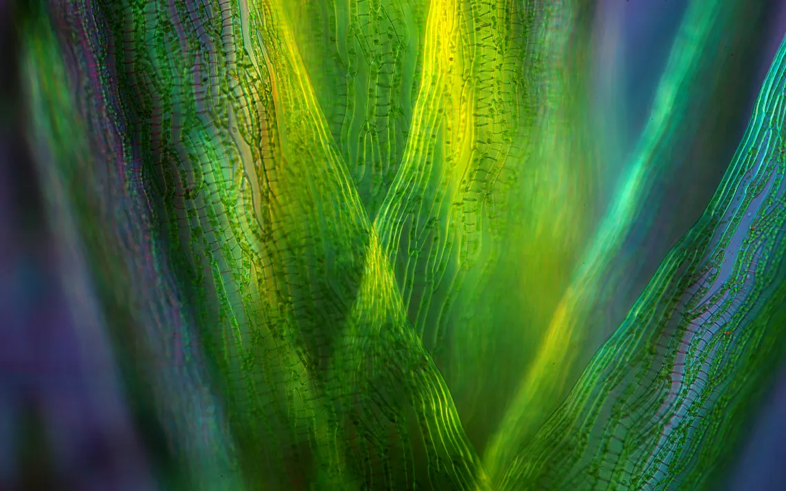 Sphagnum leaves