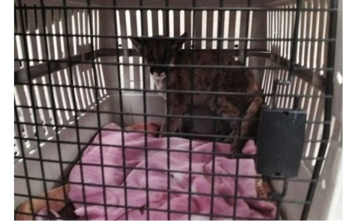Butte fire mountain lion kitten