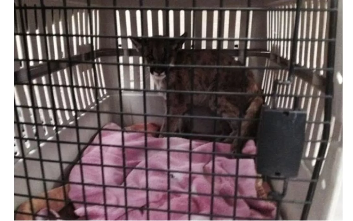 Butte fire mountain lion kitten