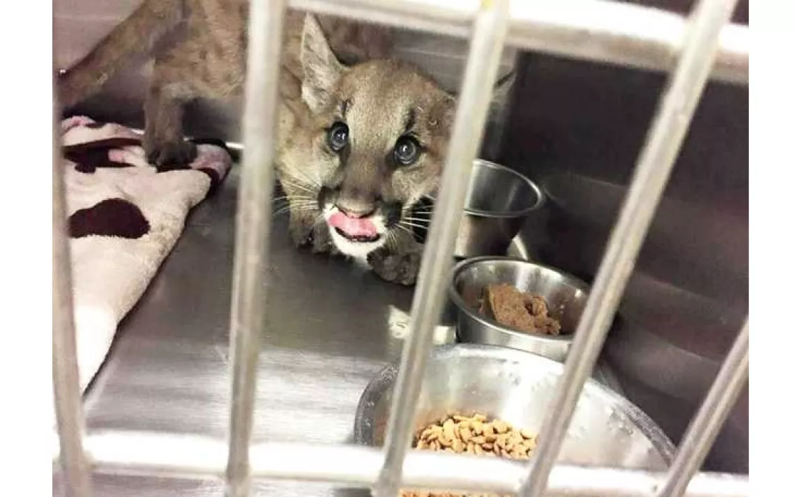 Butte fire mountain lion kitten