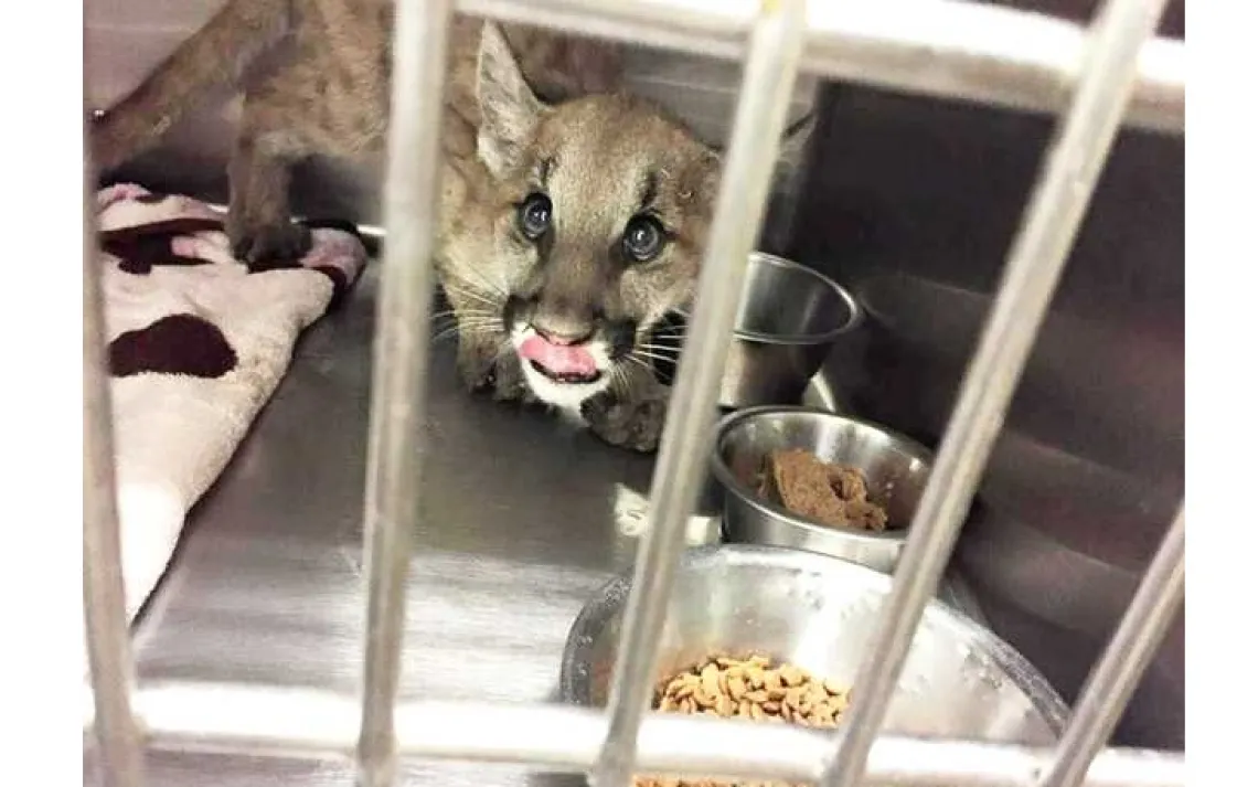 Butte fire mountain lion kitten