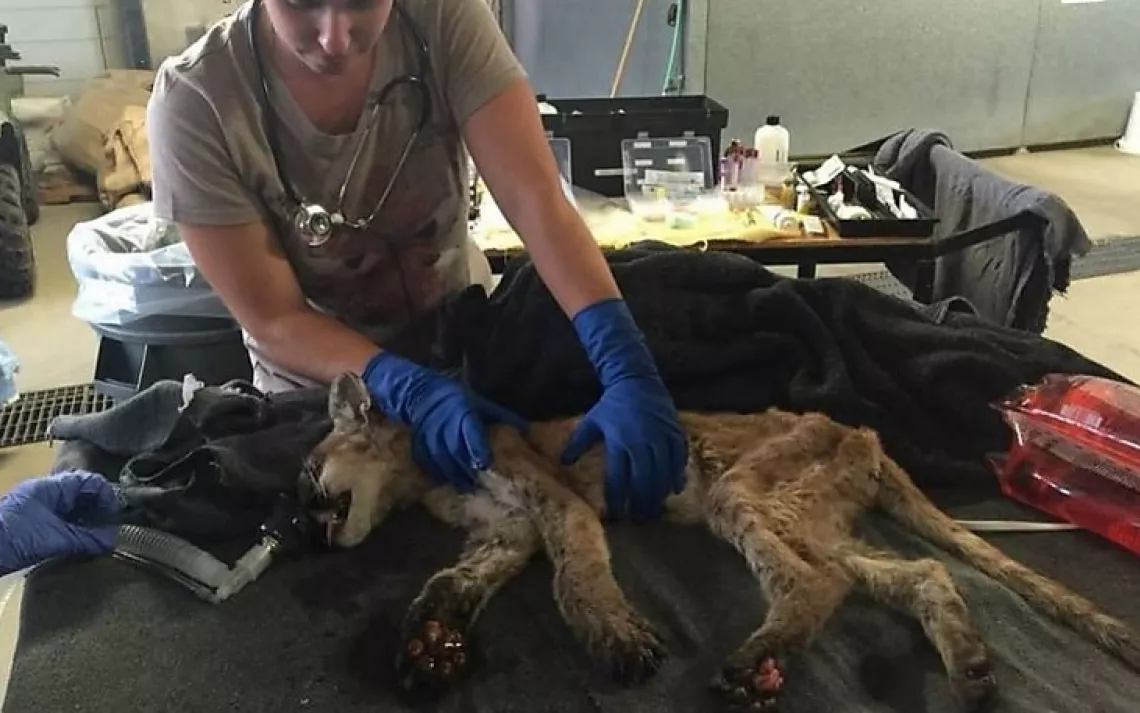 Butte fire mountain lion kitten