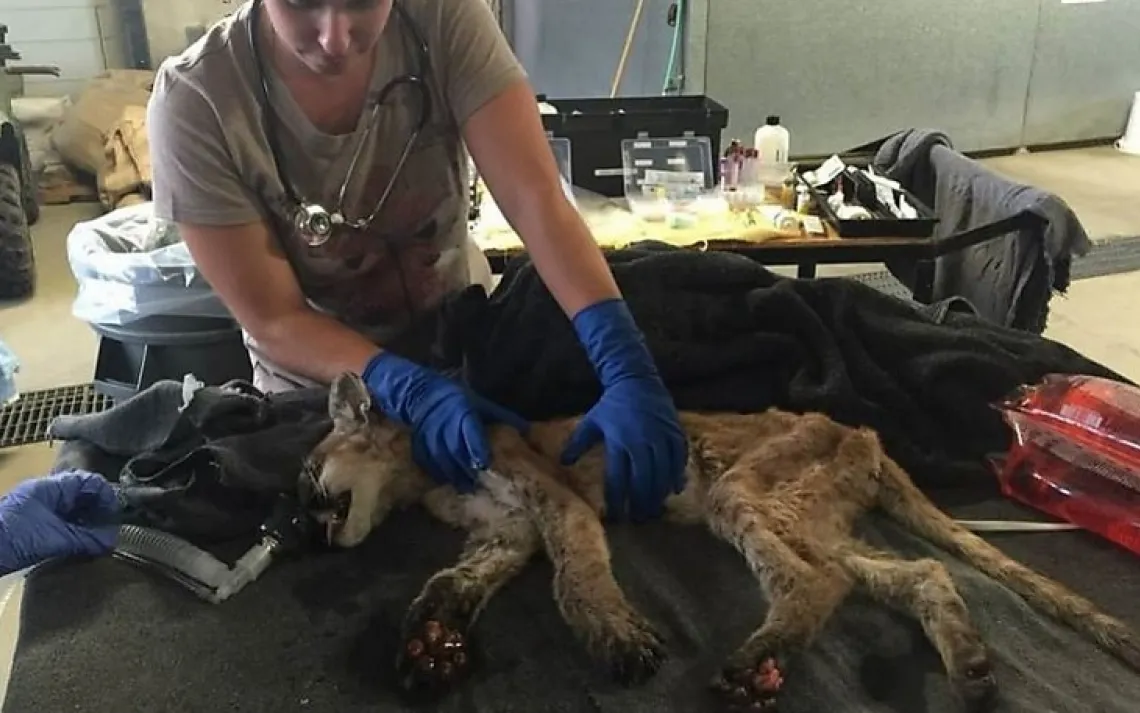 Butte fire mountain lion kitten