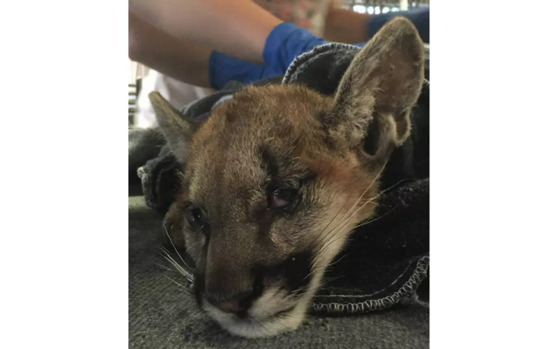 Butte fire mountain lion kitten