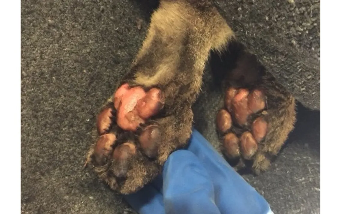 Butte fire mountain lion kitten