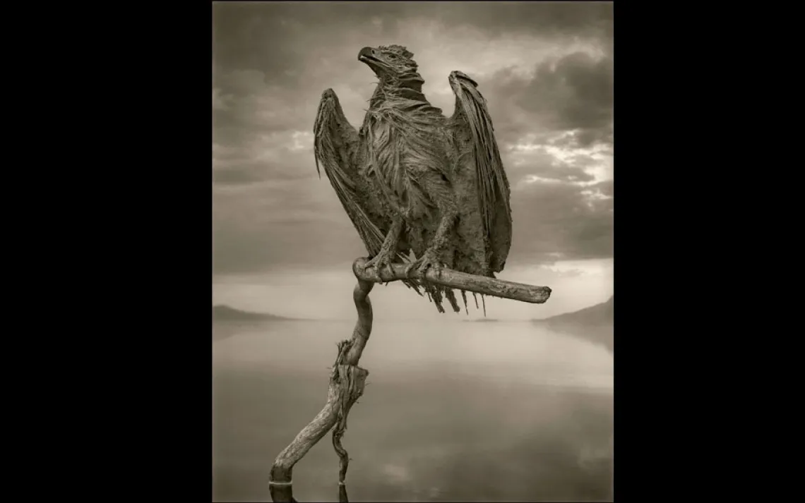 CALCIFIED FISH EAGLE | LAKE NATRON, TANZANIA, 2012