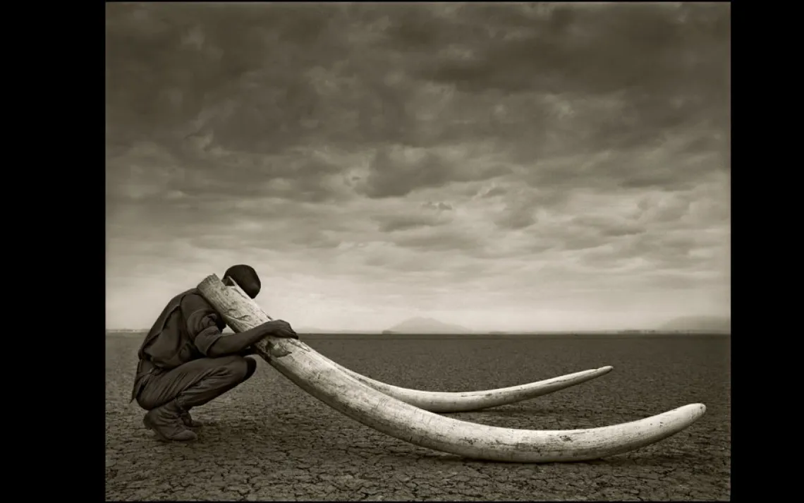 RANGER WITH TUSKS OF KILLED ELEPHANT | AMBOSELI, KENYA, 2011