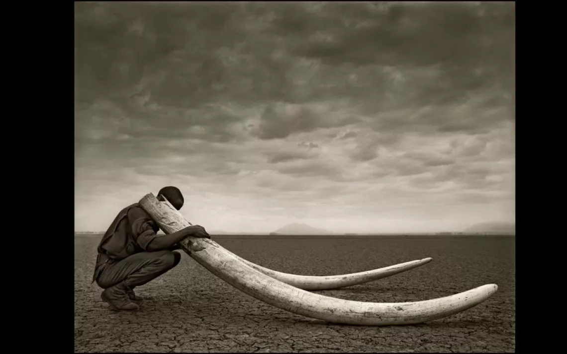 RANGER WITH TUSKS OF KILLED ELEPHANT | AMBOSELI, KENYA, 2011