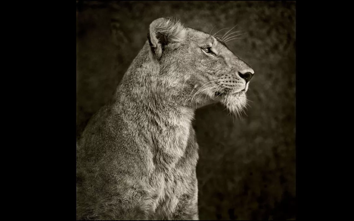 PORTRAIT OF LIONESS AGAINST ROCK | SERENGETI, TANZANIA, 2007