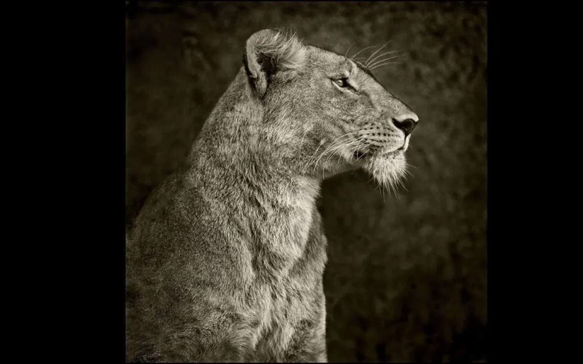 PORTRAIT OF LIONESS AGAINST ROCK | SERENGETI, TANZANIA, 2007