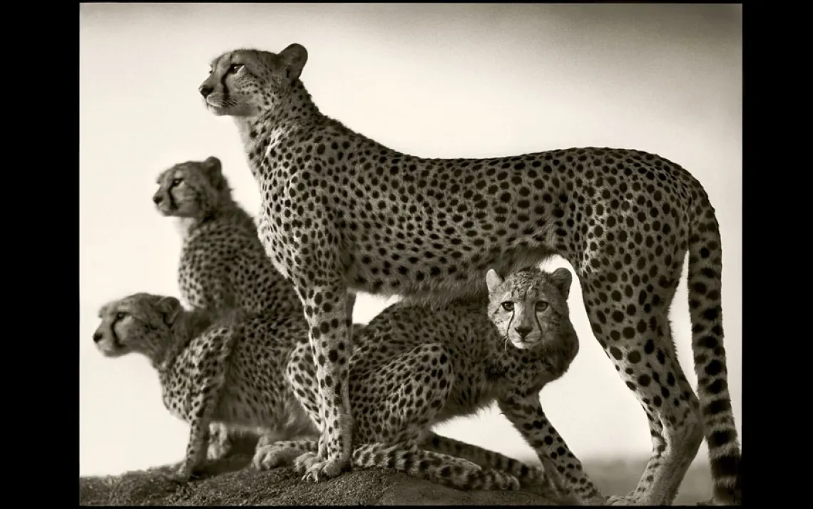 CHEETAH AND CUBS | MASAI MARA, KENYA, 2003