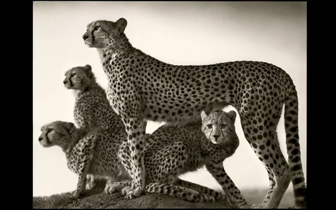 CHEETAH AND CUBS | MASAI MARA, KENYA, 2003