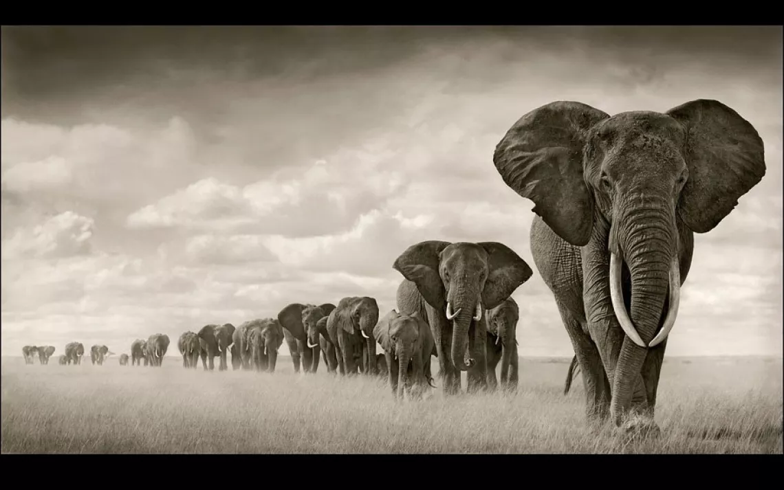 ELEPHANTS WALKING THROUGH GRASS | AMBOSELI, KENYA, 2008