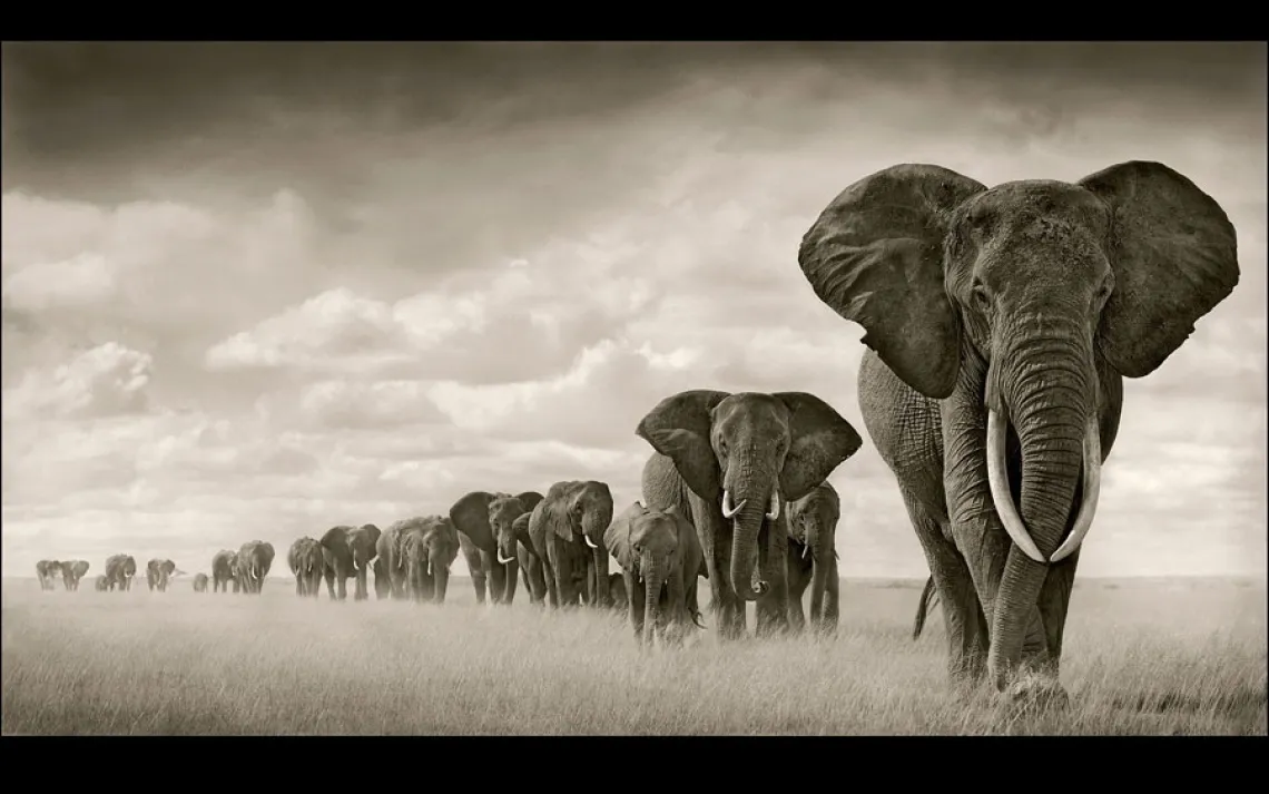 ELEPHANTS WALKING THROUGH GRASS | AMBOSELI, KENYA, 2008