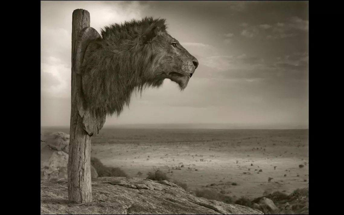 LION TROPHY | CHYULU HILLS, KENYA, 2011