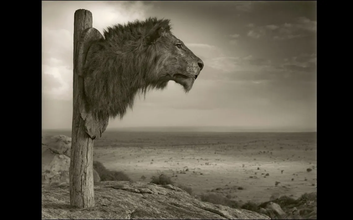 LION TROPHY | CHYULU HILLS, KENYA, 2011