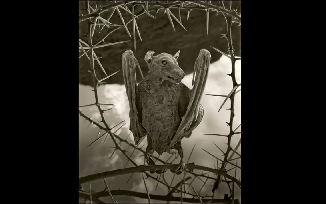 CALCIFIED BAT II | LAKE NATRON, TANZANIA, 2012