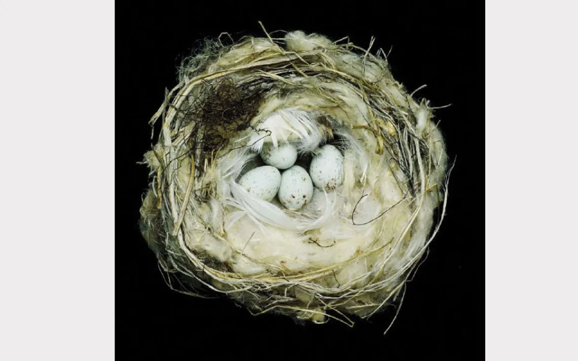Birds possess an innate ability to build delicate nests from grass, twigs, or mud that regularly pass the most difficult test for any species: they cradle and protect the next generation.
