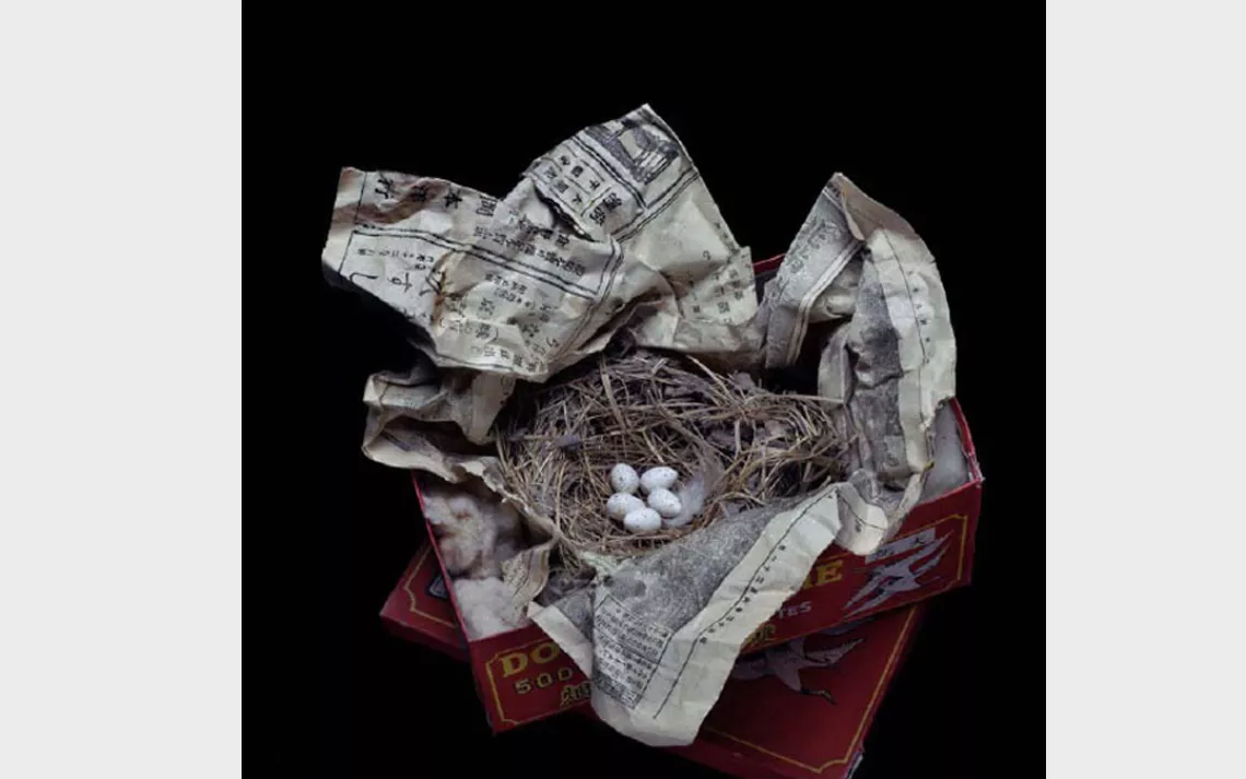 The mud-and-grass nests of the now-abundant barn swallow can be found clinging to the walls of barns, sheds, and bridges in North America, Europe, and Asia. 