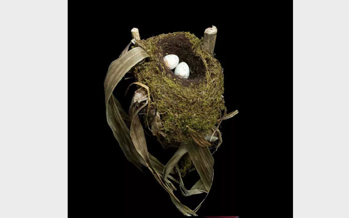 Sightings of the colorful yet elusive spotted nightingale-thrush are rare. In the mountain forests of Central and South America, the female weaves its nest from moss, lichen, leaves, and grass.