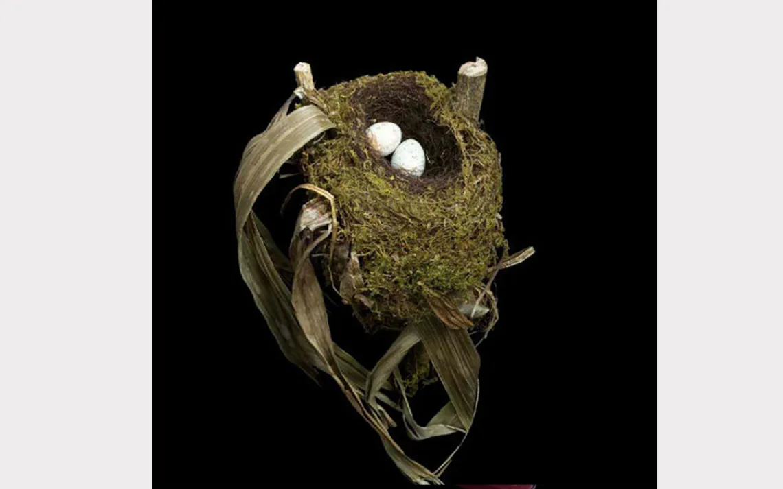Sightings of the colorful yet elusive spotted nightingale-thrush are rare. In the mountain forests of Central and South America, the female weaves its nest from moss, lichen, leaves, and grass.