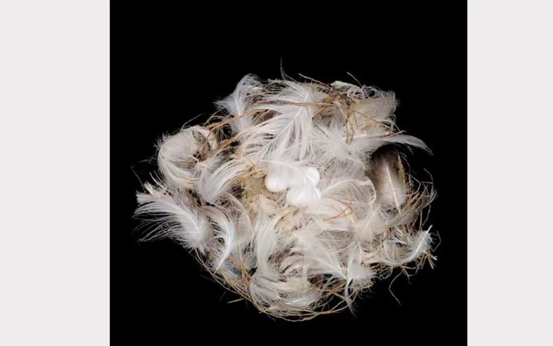 Bank swallows nest in colonies, where males tunnel into sandbanks and then draw females into the burrows with ruffled feathers and displays of song. Once wooed, females will help finish the nest, bringing in grass, twigs, and feathers to line the holes.