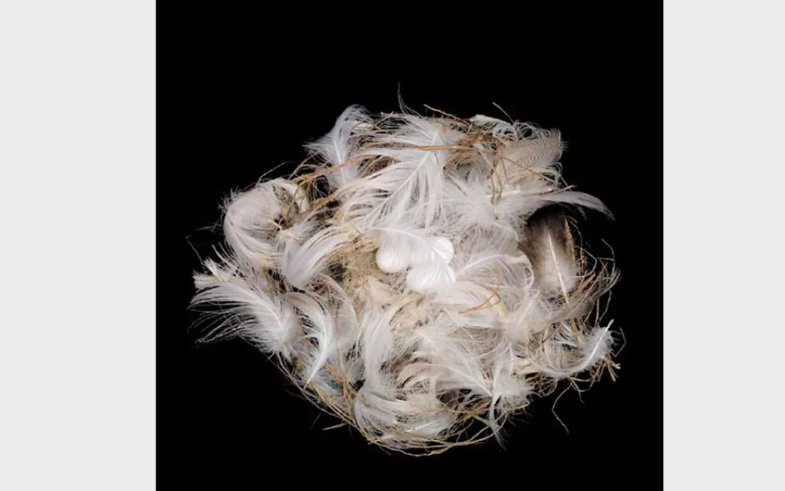 Bank swallows nest in colonies, where males tunnel into sandbanks and then draw females into the burrows with ruffled feathers and displays of song. Once wooed, females will help finish the nest, bringing in grass, twigs, and feathers to line the holes.