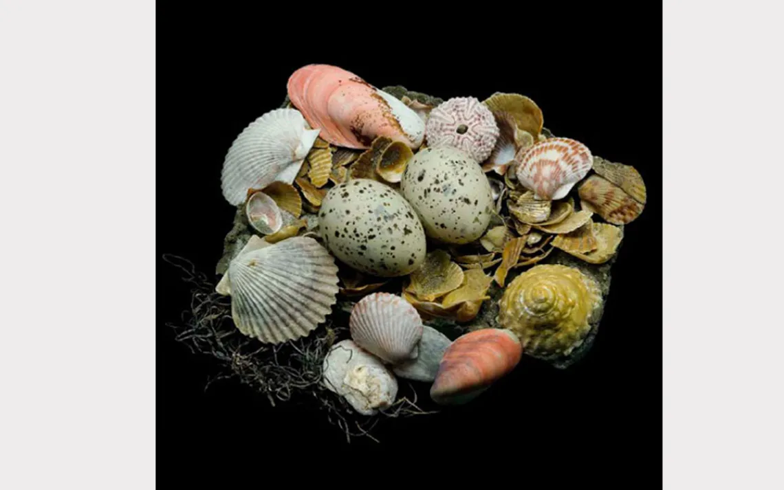 The nests of Caspian terns can range from a simple hollow scraped in the sand to a more elaborate plot decorated with colorful shells, seaweed, and rocks.