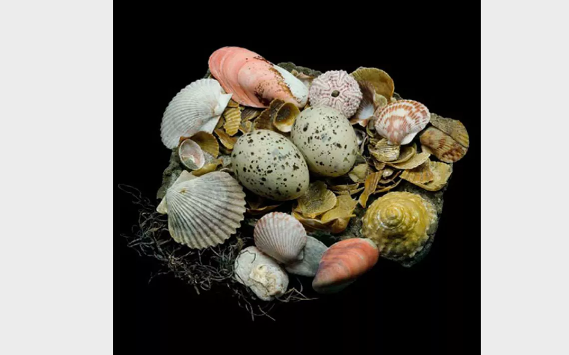 The nests of Caspian terns can range from a simple hollow scraped in the sand to a more elaborate plot decorated with colorful shells, seaweed, and rocks.